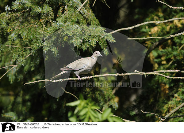 Eurasian collared dove / DMS-06231