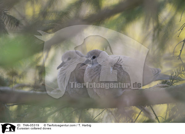 Eurasian collared doves / THA-05319