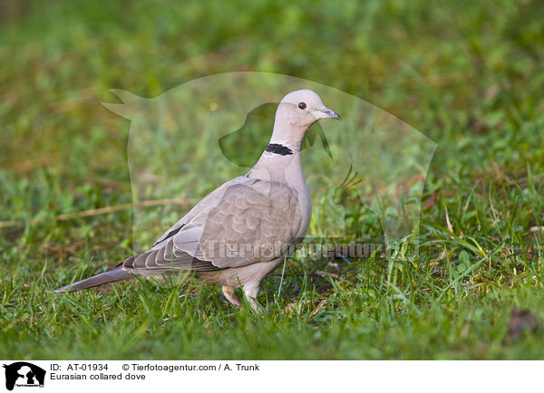Eurasian collared dove / AT-01934