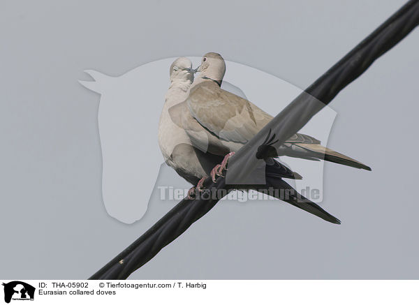 Eurasian collared doves / THA-05902