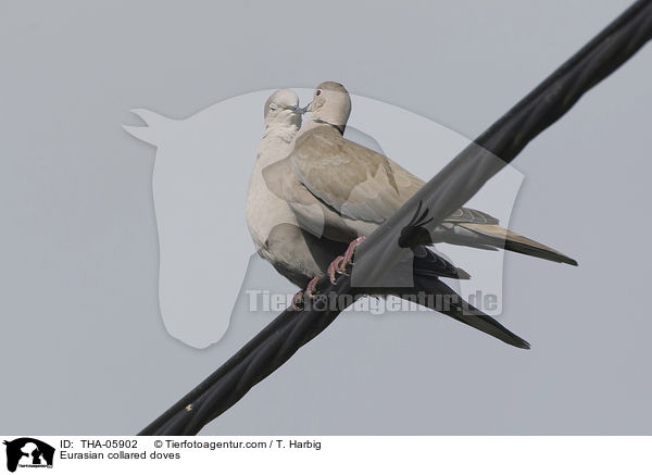 Trkentauben / Eurasian collared doves / THA-05902
