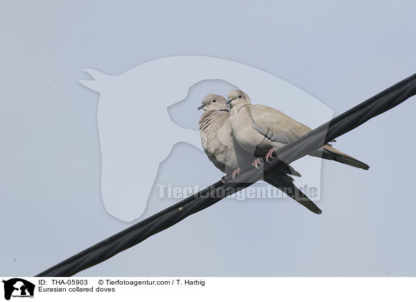 Trkentauben / Eurasian collared doves / THA-05903