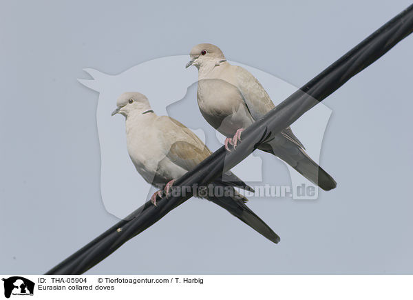 Trkentauben / Eurasian collared doves / THA-05904