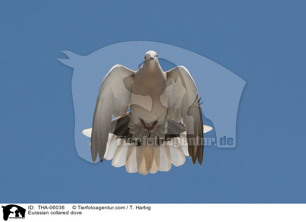 Trkentaube / Eurasian collared dove / THA-06036