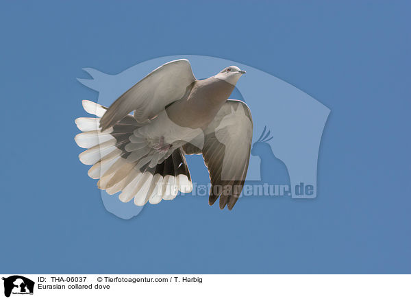 Trkentaube / Eurasian collared dove / THA-06037