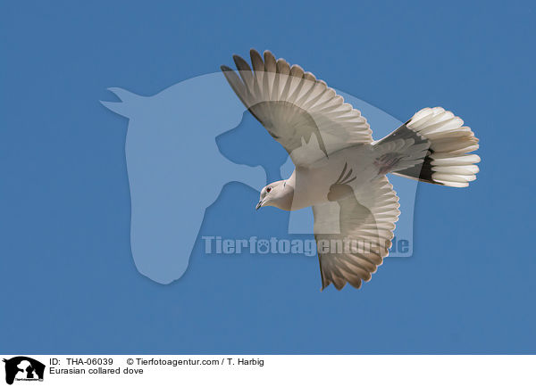 Trkentaube / Eurasian collared dove / THA-06039