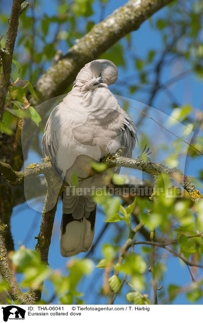 Eurasian collared dove / THA-06041