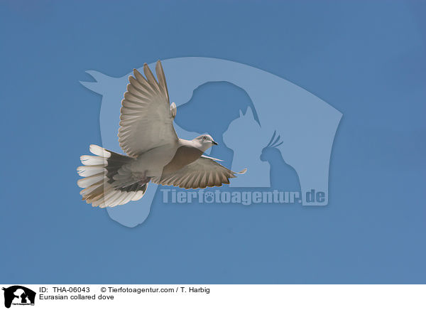 Trkentaube / Eurasian collared dove / THA-06043