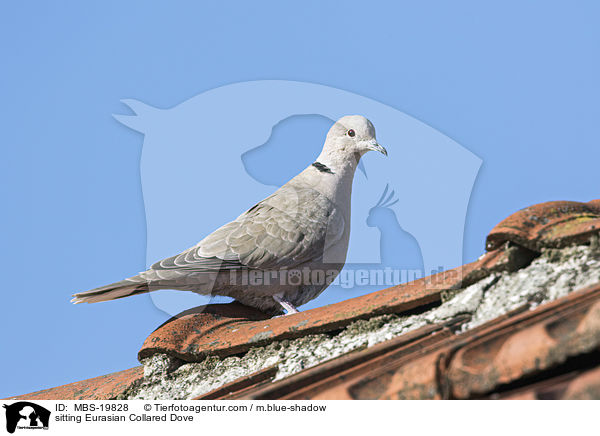 sitting Eurasian Collared Dove / MBS-19828