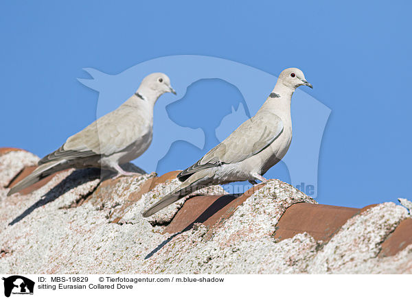 sitzende Trkentaube / sitting Eurasian Collared Dove / MBS-19829