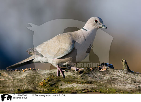 collared dove / SO-03411