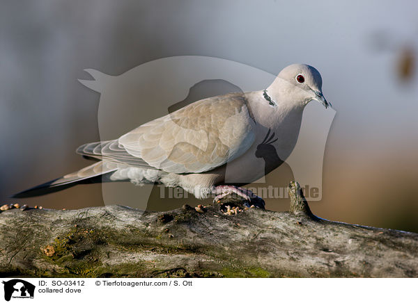 Trkentaube / collared dove / SO-03412