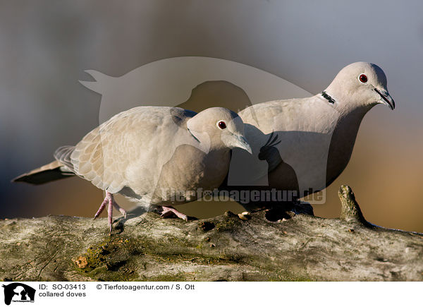 collared doves / SO-03413