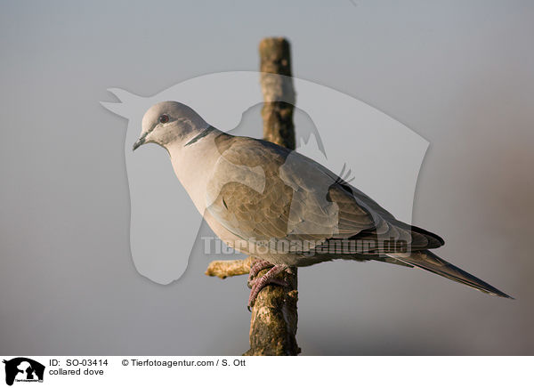 Trkentaube / collared dove / SO-03414