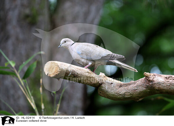 Eurasian collared dove / HL-02414