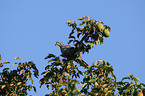 collared dove