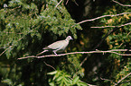 Eurasian collared dove