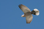 Eurasian collared dove