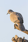 sitting Eurasian Collared Dove