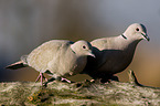 collared doves