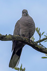 Eurasian collared dove