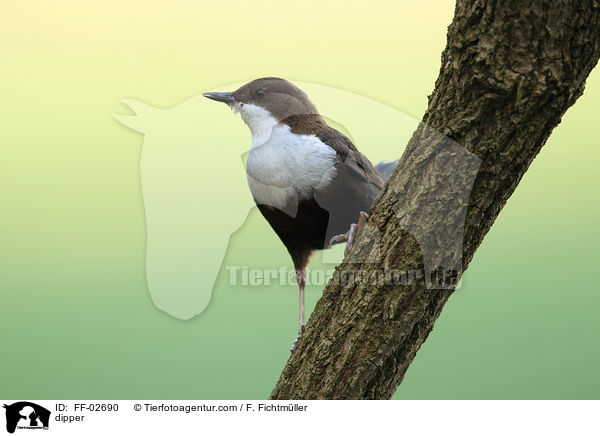 Eurasische Wasseramsel / dipper / FF-02690