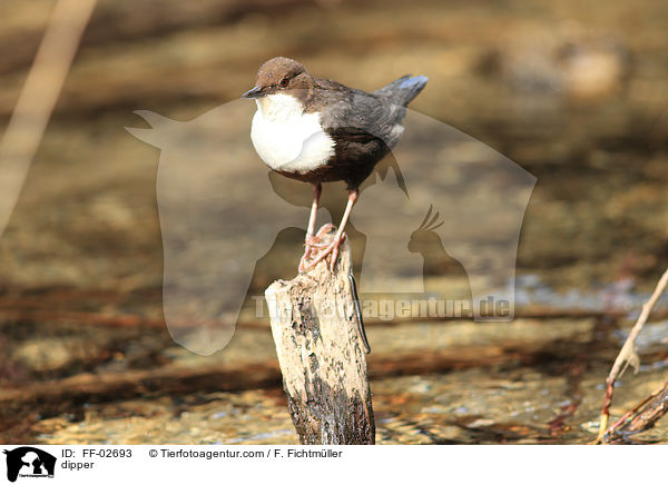 Eurasische Wasseramsel / dipper / FF-02693