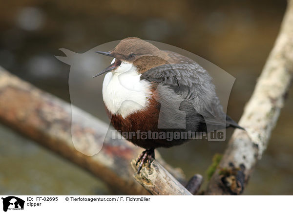 Eurasische Wasseramsel / dipper / FF-02695