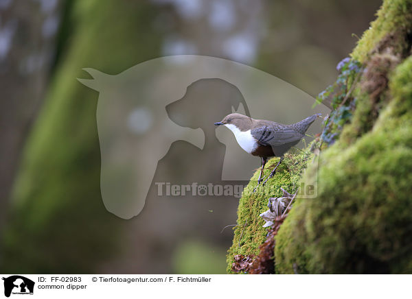 Eurasische Wasseramsel / common dipper / FF-02983