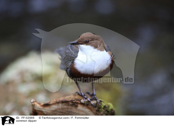 Eurasische Wasseramsel / common dipper / FF-02985