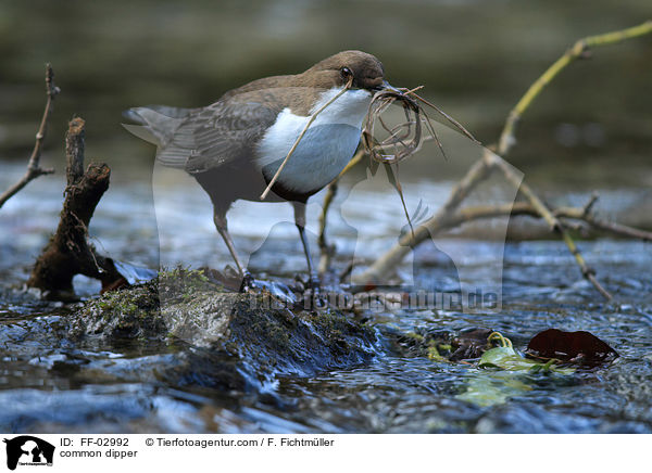 common dipper / FF-02992