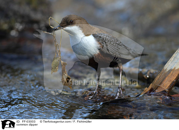 Eurasische Wasseramsel / common dipper / FF-03003