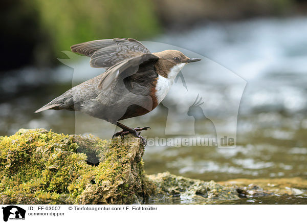 Eurasische Wasseramsel / common dipper / FF-03007