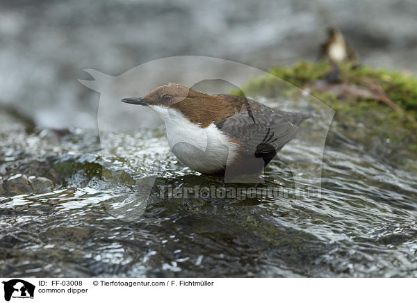 Eurasische Wasseramsel / common dipper / FF-03008