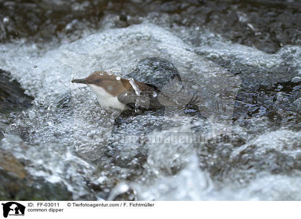 common dipper / FF-03011