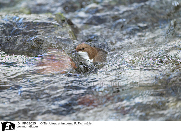 Eurasische Wasseramsel / common dipper / FF-03025