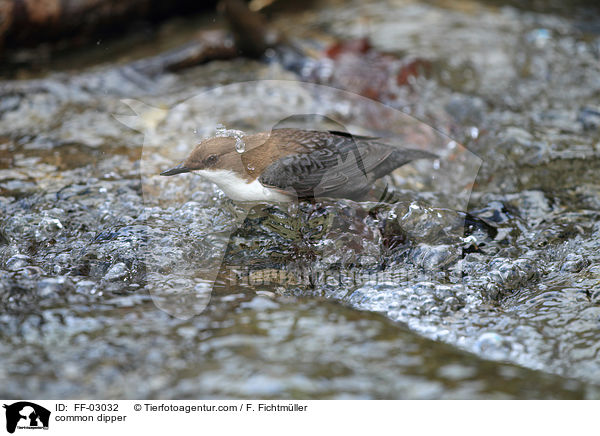 Eurasische Wasseramsel / common dipper / FF-03032