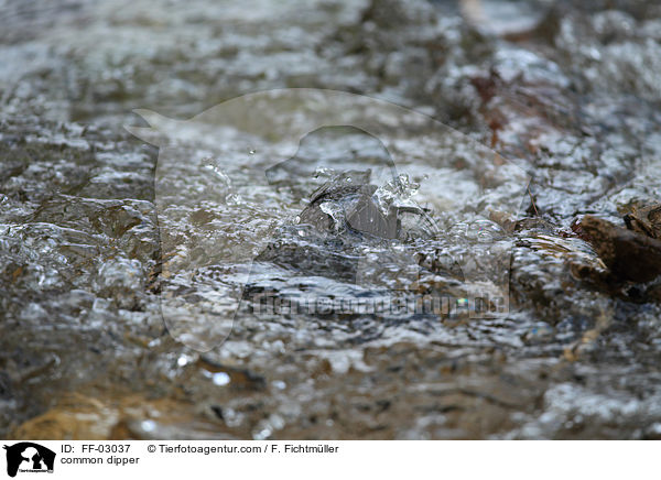 Eurasische Wasseramsel / common dipper / FF-03037