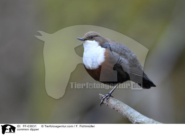 Eurasische Wasseramsel / common dipper / FF-03631