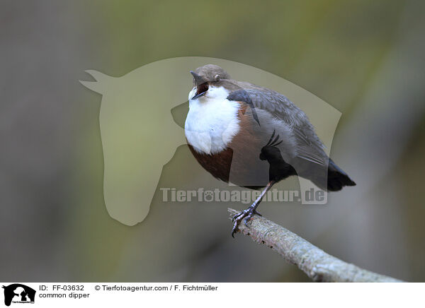 Eurasische Wasseramsel / common dipper / FF-03632