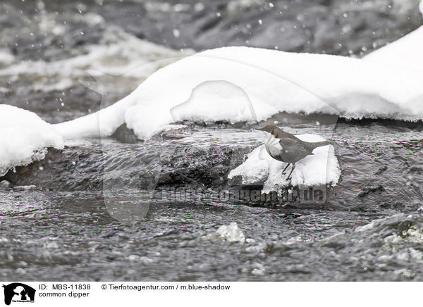 Eurasische Wasseramsel / common dipper / MBS-11838