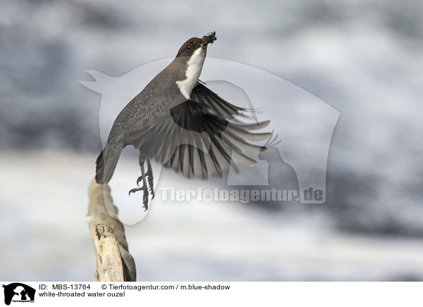 Eurasische Wasseramsel / white-throated water ouzel / MBS-13764