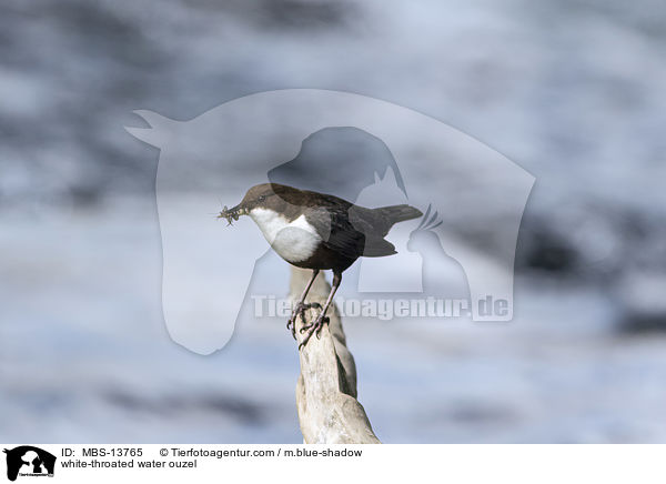 Eurasische Wasseramsel / white-throated water ouzel / MBS-13765