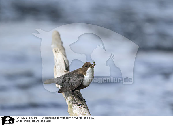 Eurasische Wasseramsel / white-throated water ouzel / MBS-13766