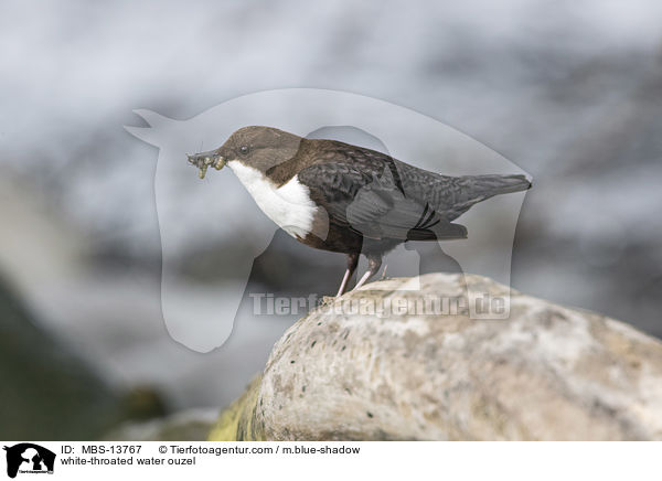 white-throated water ouzel / MBS-13767
