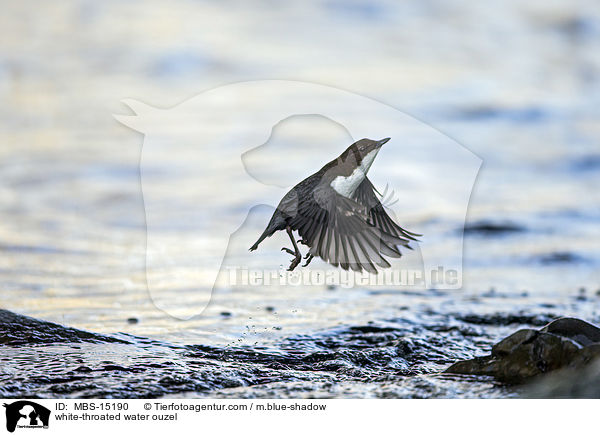 white-throated water ouzel / MBS-15190