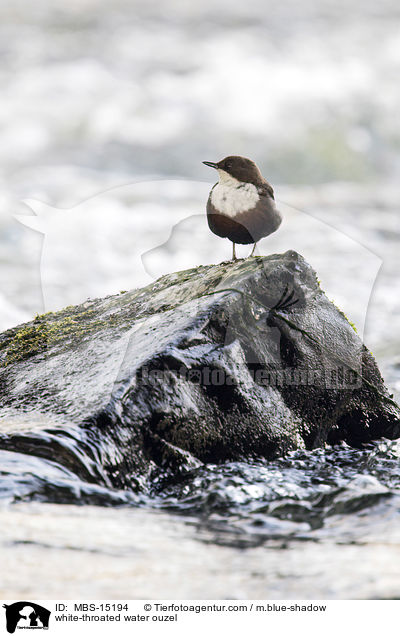 white-throated water ouzel / MBS-15194