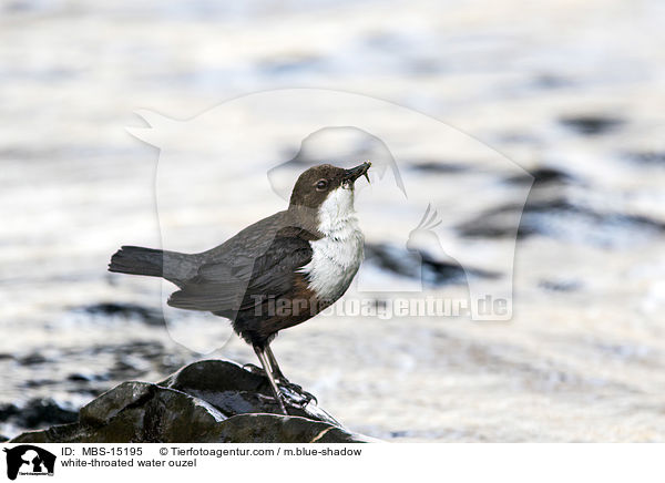 Eurasische Wasseramsel / white-throated water ouzel / MBS-15195