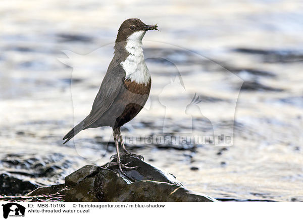 white-throated water ouzel / MBS-15198