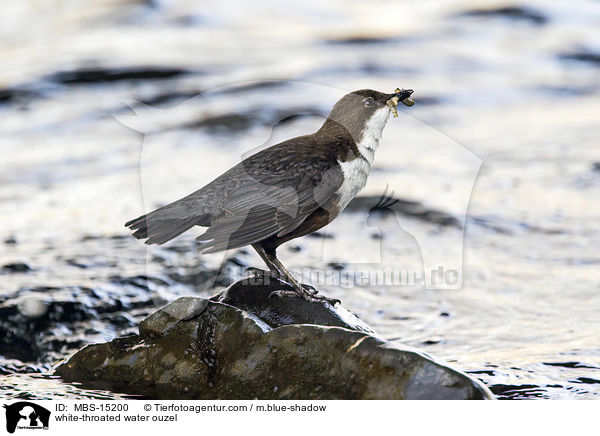 Eurasische Wasseramsel / white-throated water ouzel / MBS-15200